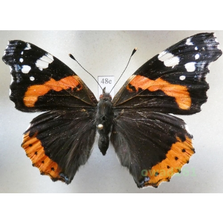 Vanessa atalanta (Linnaeus, 1758) Poland48e